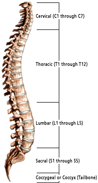 spinal-column-labels
